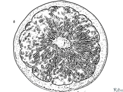 pompelmo Pagine Di Culore Stampabile